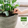 Pokon Bio Kuur voor Weerbare en Gezonde Kamerplanten Capsules